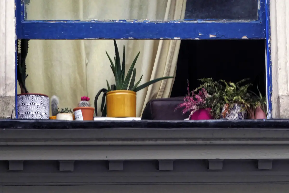 Bottom sash pushed up on a sash window in Stroud, with plants on the sill